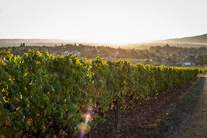 domaine passot