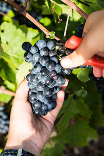 domaine passot