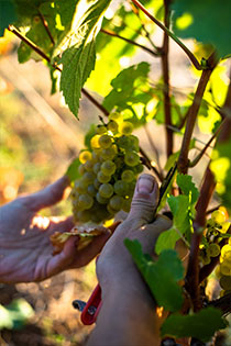 domaine passot